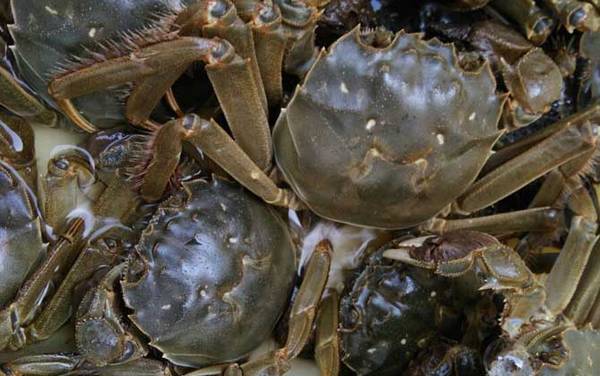 固城湖大闸蟹是什么蟹种?