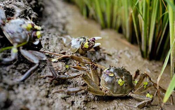 稻田蟹是什么蟹种?