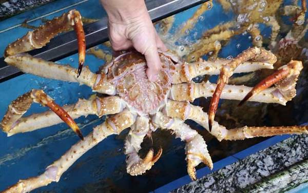 阿拉斯加帝王蟹是什么动物?