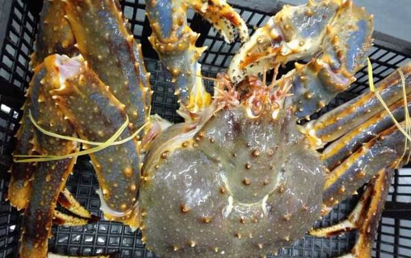 阿拉斯加帝王蟹是什么动物?