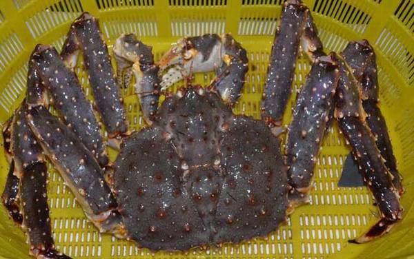 阿拉斯加帝王蟹是什么动物?