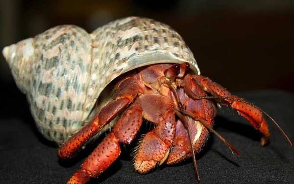 寄居蟹是什么动物?