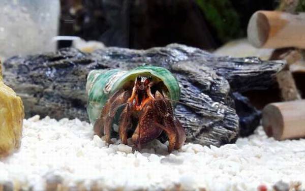 寄居蟹是什么动物?