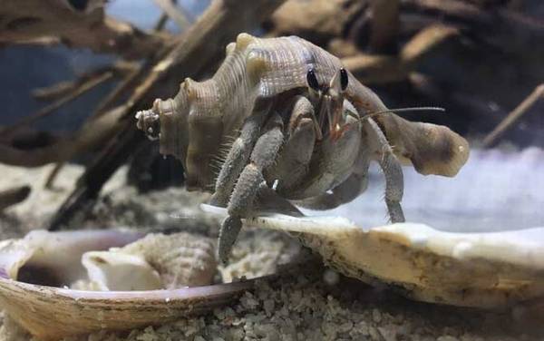 寄居蟹是什么动物?