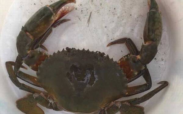 锯缘青蟹是什么蟹?