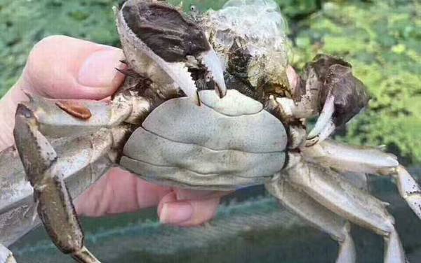 兴化大闸蟹是什么蟹种?