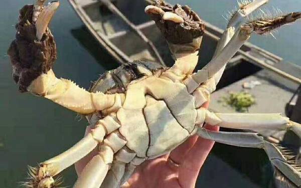 兴化大闸蟹是什么蟹种?