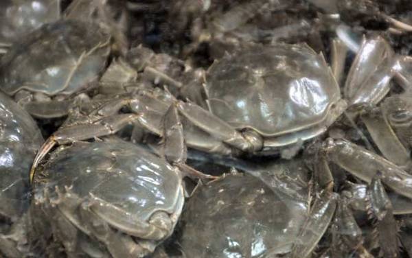 阳澄湖大闸蟹是什么蟹种?