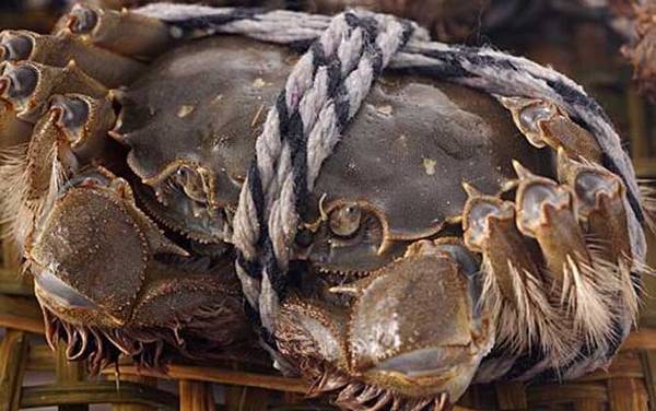 阳澄湖大闸蟹是什么蟹种?