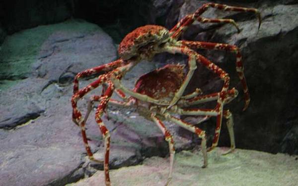 日本蜘蛛蟹是什么动物?