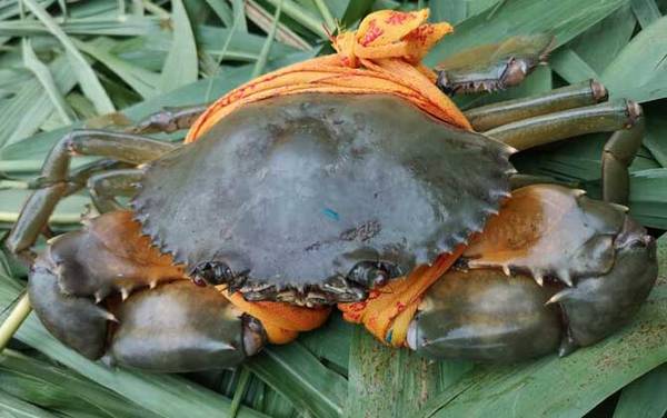 三门青蟹是什么蟹种?