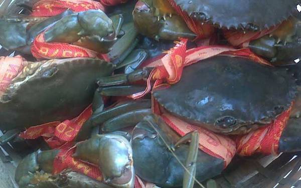 三门青蟹是什么蟹种?