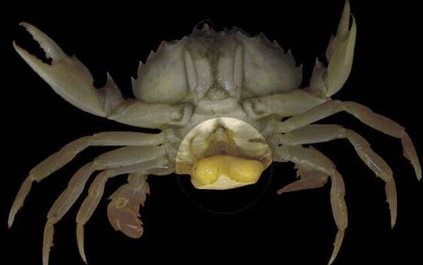 蟹奴是什么动物?