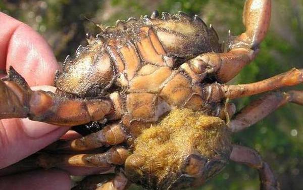 蟹奴是什么动物?