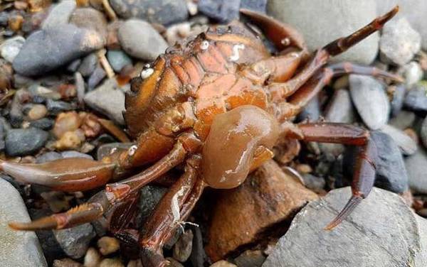 蟹奴是什么动物?