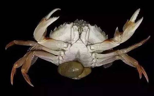 蟹奴是什么动物?
