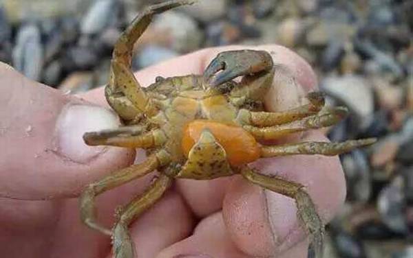 蟹奴是什么动物?