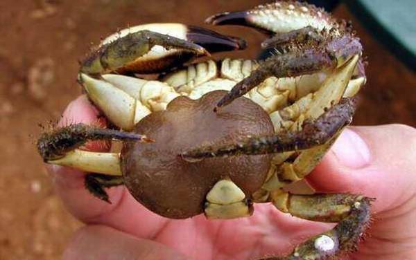 蟹奴是什么动物?