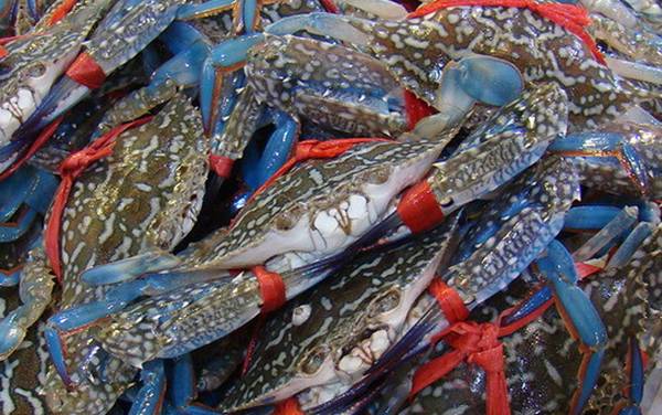 花蟹是什么蟹种?