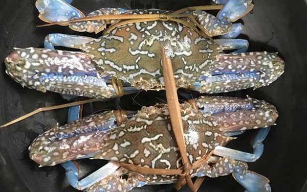 花蟹是什么蟹种?