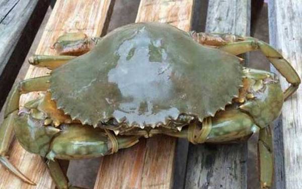 青蟹是什么蟹种?