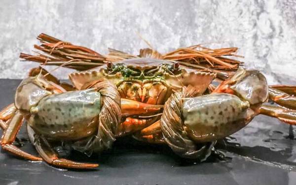 青蟹是什么蟹种?