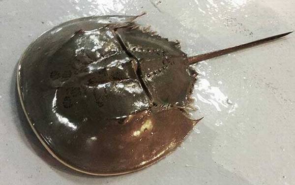 马蹄蟹是什么动物?