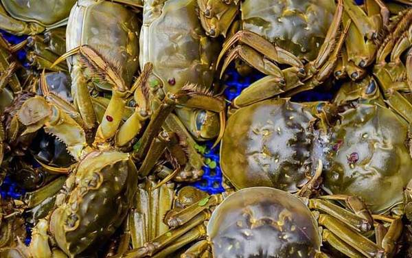 洗澡蟹是什么意思?