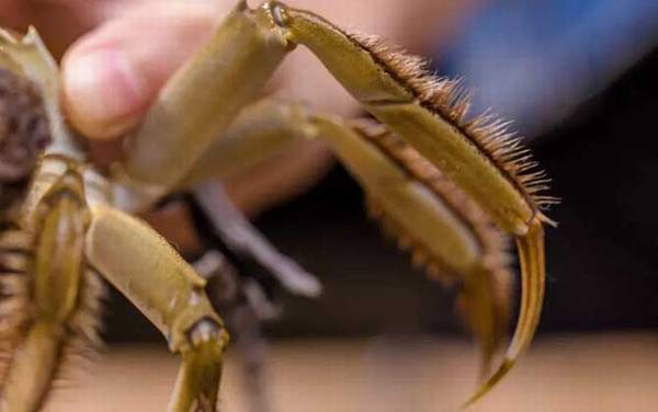 洗澡蟹是什么意思?