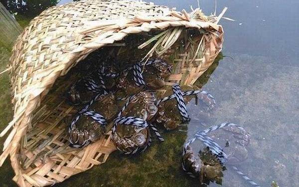 洗澡蟹是什么意思?