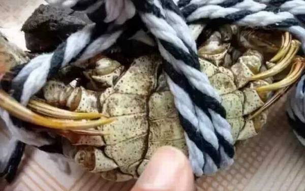洗澡蟹是什么意思?