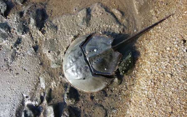 马蹄蟹是什么动物?