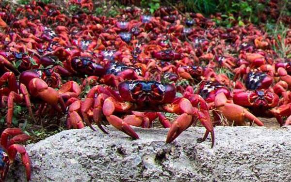 红蟹是什么蟹种?