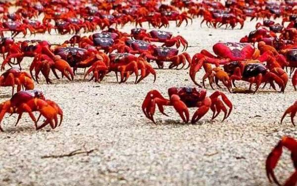 红蟹是什么蟹种?