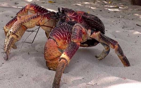 椰子蟹是什么动物?