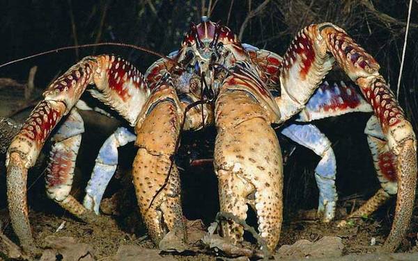 椰子蟹是什么动物?