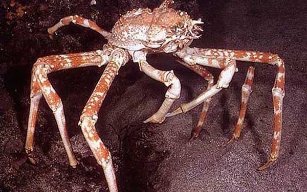 杀人蟹是什么动物?