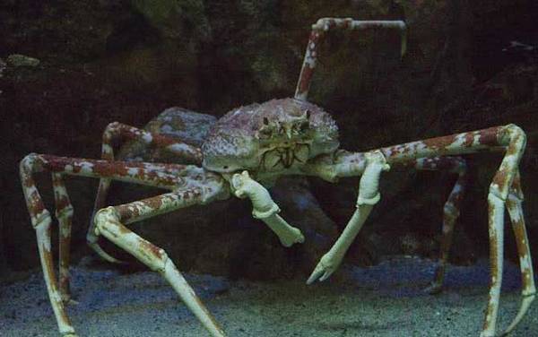 杀人蟹是什么动物?