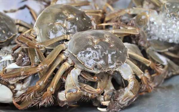 太湖蟹是什么蟹种?