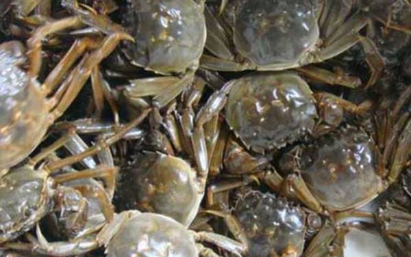 太湖蟹是什么蟹种?