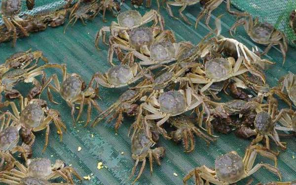 太湖蟹是什么蟹种?