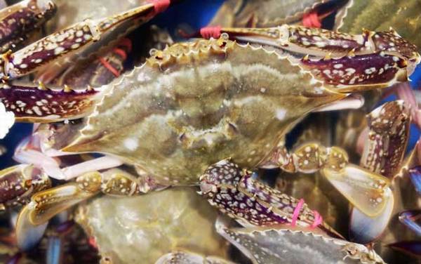 梭子蟹蒸多久才能蒸熟?