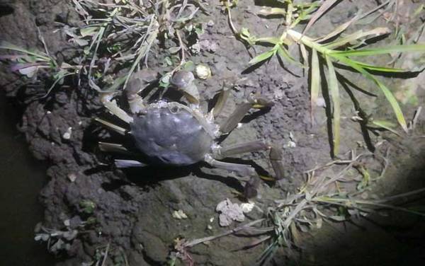 河蟹吃什么食物?