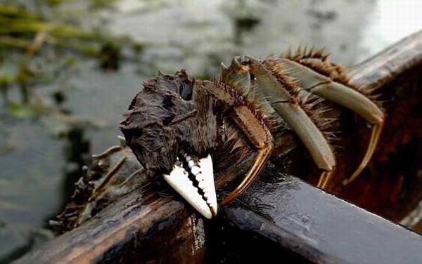 河蟹吃什么食物?