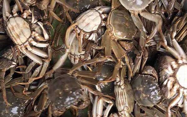 河蟹吃什么食物?