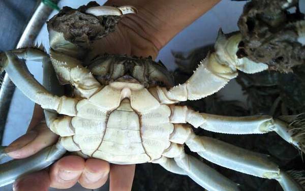 公蟹好吃还是母蟹好吃?