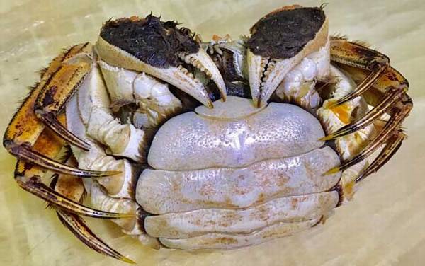 公蟹好吃还是母蟹好吃?