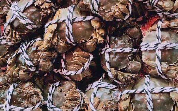 大闸蟹公的好还是母蟹好?