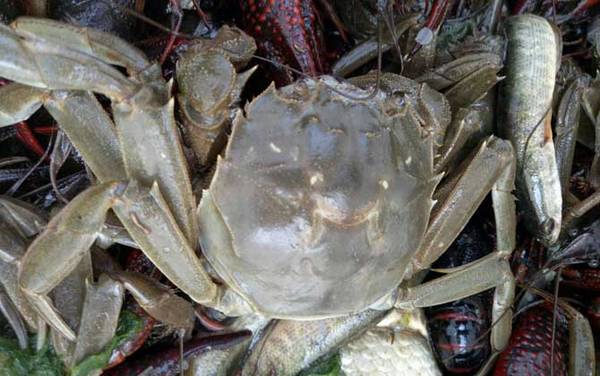 大闸蟹公的好还是母蟹好?