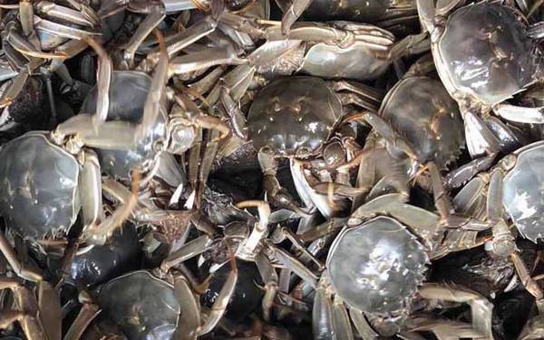 大闸蟹什么时候吃最好?